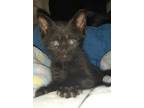 Adopt Lil Lady a Domestic Shorthair / Mixed (short coat) cat in Rockport