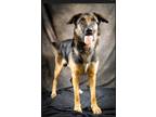 Adopt Moose a German Shepherd Dog / Mixed Breed (Medium) / Mixed dog in