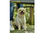 Adopt Lions Mane a Terrier (Unknown Type, Small) / Mixed dog in Cambridge