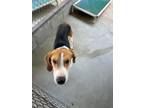 Adopt Lou a Mixed Breed (Medium) / Mixed dog in Ocala, FL (41369226)