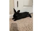 Adopt Bridget a Havana / Mixed (short coat) rabbit in Scotts Valley