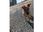 Adopt SCOOBY DOO a Shepherd (Unknown Type) / Boxer / Mixed dog in Lindsay