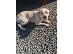 Adopt LEAH a Staffordshire Bull Terrier / Mixed dog in Lindsay, CA (41369056)