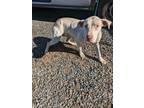 Adopt KIRA a Staffordshire Bull Terrier / Mixed dog in Lindsay, CA (41369055)