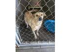 Adopt REMI a Labrador Retriever / Mixed dog in Lindsay, CA (41369052)