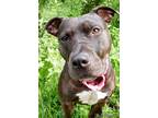 Adopt Tinsley a Black Mixed Breed (Large) / Mixed dog in Blackwood