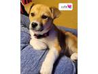Adopt Eliza a Mixed Breed (Medium) / Mixed dog in Fargo, ND (41369122)