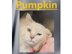 Adopt pumpkin a Domestic Shorthair / Mixed (short coat) cat in Crystal Lake