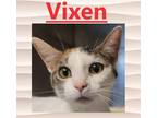 Adopt Vixen a Domestic Shorthair / Mixed (short coat) cat in Crystal Lake