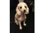 Adopt daisy a White Poodle (Toy or Tea Cup) / Mixed dog in Valrico