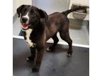 Adopt Ezra a Black - with White Labrador Retriever / Mixed dog in Springdale