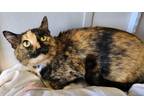 Adopt Marble a Domestic Shorthair / Mixed (short coat) cat in Fremont
