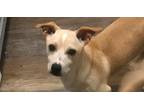 Adopt Angel's Cherubs: Archie a Tan/Yellow/Fawn - with White Jack Russell