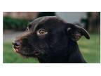 Adopt Destiny Dogs: Brownie a Brown/Chocolate Labrador Retriever / Terrier