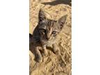 Adopt Mimi a Spotted Tabby/Leopard Spotted Egyptian Mau / Mixed cat in