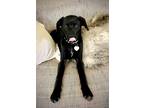 Adopt Gilligan G. a Black Labrador Retriever dog in Richardson, TX (40604027)