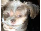 Adopt Troy a Brown/Chocolate - with White Jack Russell Terrier / Shih Tzu /