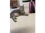 Adopt Rhubarb a Spotted Tabby/Leopard Spotted Domestic Shorthair / Mixed cat in