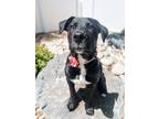 Adopt Shannon a Black - with White Labrador Retriever dog in Highlands Ranch