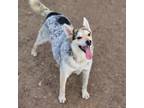 Adopt Augie a White Siberian Husky / Australian Cattle Dog dog in WATERLOO
