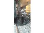 Adopt Forest a Black Shepherd (Unknown Type) / Mixed Breed (Medium) dog in