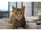 Adopt Frankie a Spotted Tabby/Leopard Spotted Domestic Shorthair / Mixed cat in