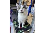Adopt Sam a Gray or Blue (Mostly) Domestic Shorthair / Mixed (short coat) cat in