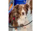 Adopt Sky a Brown/Chocolate - with White Australian Shepherd / Mixed dog in