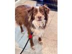 Adopt Rebel a Brown/Chocolate - with White Australian Shepherd / Mixed dog in