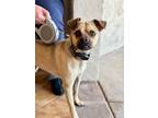 Adopt Bruce a White Pug / Jack Russell Terrier dog in Phoenix, AZ (41378598)