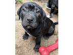 Adopt Jasmine a Black Mastiff / Labrador Retriever dog in Seguin, TX (41378340)