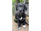 Adopt Prince a Black - with White Mastiff / Labrador Retriever dog in Seguin