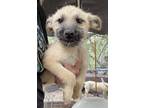 Adopt Pluto a Tan/Yellow/Fawn - with Black Terrier (Unknown Type