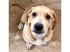 Adopt Honeycomb a Tan/Yellow/Fawn Labrador Retriever / Anatolian Shepherd dog in