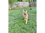 Adopt Niko a Tan/Yellow/Fawn German Shepherd Dog dog in Palo Alto, CA (41126204)