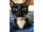 Adopt Prudence a Domestic Shorthair / Mixed (short coat) cat in Fort Walton