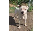 Adopt Ferdinand (Snowball) a White American Staffordshire Terrier / American Pit