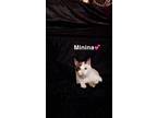 Adopt Minina a White (Mostly) Domestic Shorthair / Mixed (short coat) cat in