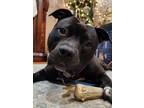 Adopt Hailey a Black Pit Bull Terrier / American Staffordshire Terrier / Mixed