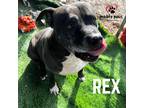 Adopt Rex (Courtesy Post) a Labrador Retriever dog in Council Bluffs