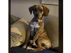 Adopt Maisy a Brindle Beagle dog in Leverett, MA (41005410)