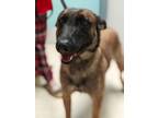 Adopt Chelsie a Belgian Malinois / Mixed dog in Seattle, WA (41368783)
