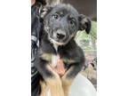 Adopt Halley a Black - with Tan, Yellow or Fawn Terrier (Unknown Type