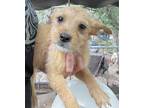 Adopt Astra a Tan/Yellow/Fawn Terrier (Unknown Type, Medium) dog in Seguin