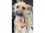 Adopt Alpha a Tan/Yellow/Fawn - with Black Terrier (Unknown Type
