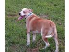 Adopt Sutherland a American Staffordshire Terrier dog in Rosenberg