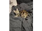 Adopt Nylah a Brown or Chocolate (Mostly) American Shorthair / Mixed (short