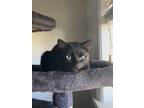 Adopt Nefera a Black (Mostly) Domestic Shorthair / Mixed (short coat) cat in