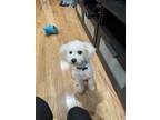 Adopt Butter a White - with Brown or Chocolate Maltipoo / Mixed dog in Millbrae