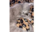 Adopt Jupiter a Gray or Blue Domestic Shorthair / Mixed (short coat) cat in